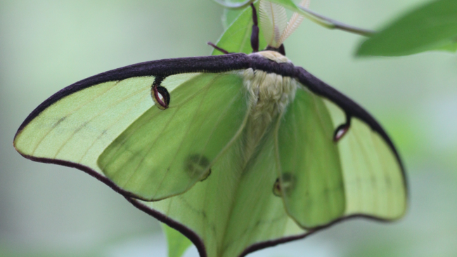 An adult luna moth